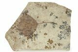 Fossil Poplar Leaf (Populus) - Nebraska #262266-1